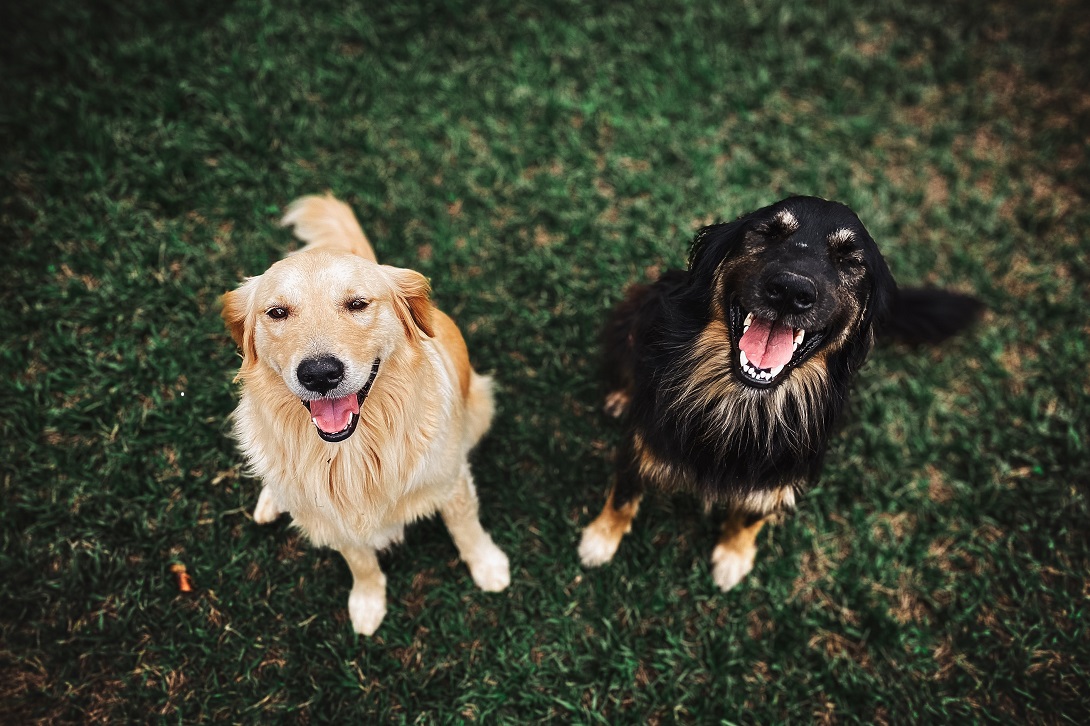Two dogs happily looking at camera