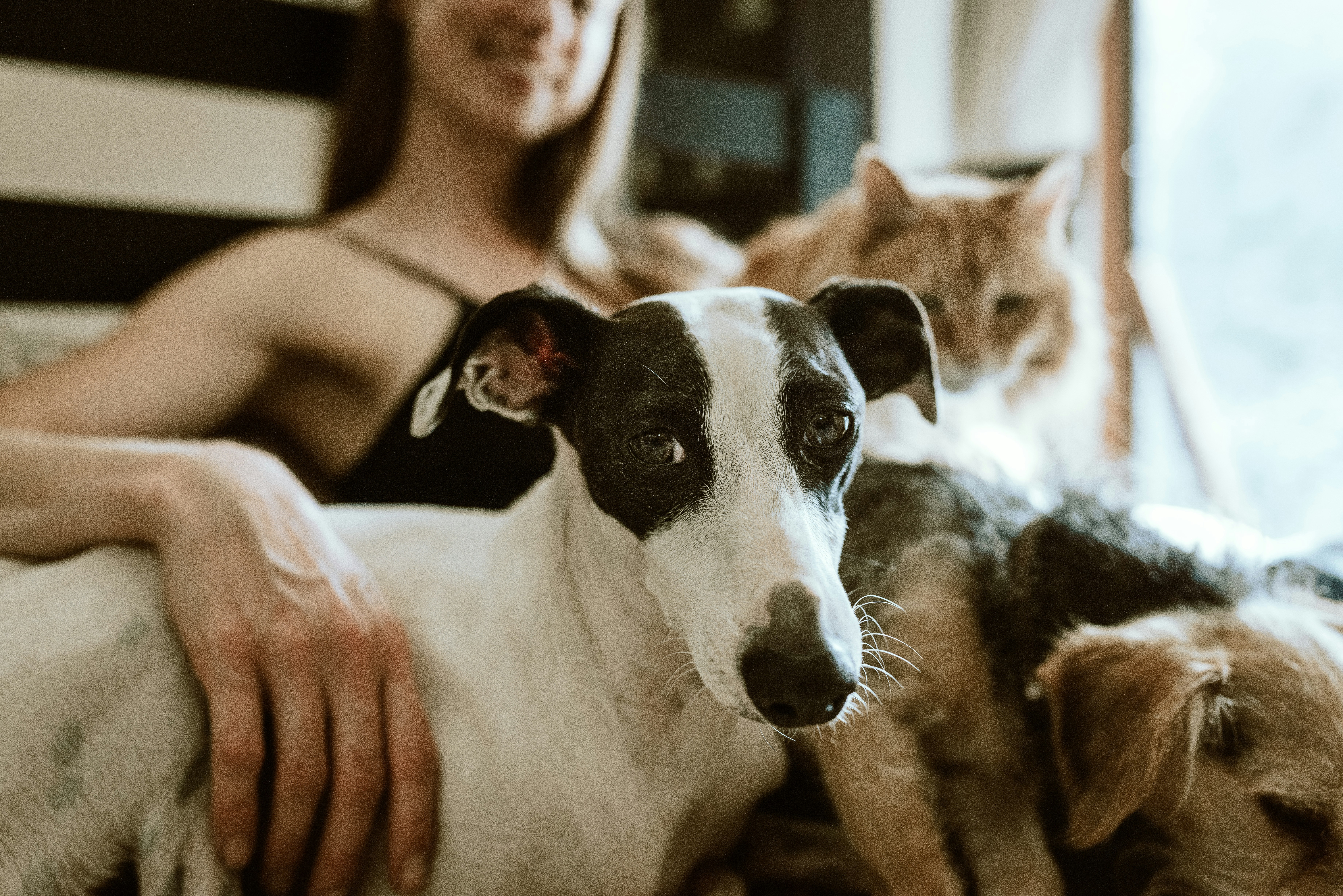 chewy gWzTum yMCg unsplash | Trinity Insurance